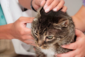Tique d'oreille chez le chat: symptômes et traitement