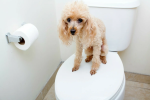Diarrhée chez un chien: causes, traitement