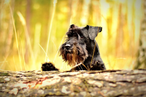 Schnauzer miniature (Miniature Schnauzer)