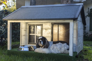 Tout ce que vous vouliez savoir sur le confort des animaux à la maison: maisons, lits et restes
