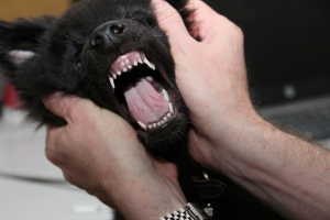 Tout ce que vous vouliez savoir sur les dents de lait des chiens