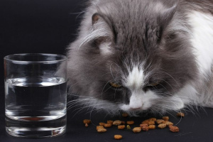 Alimentation adéquate des chats: normes et produits nécessaires