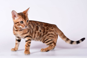 10 chats les plus chers du monde