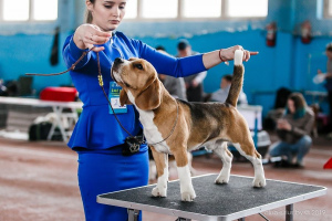 Horaire des expositions canines en Biélorussie
