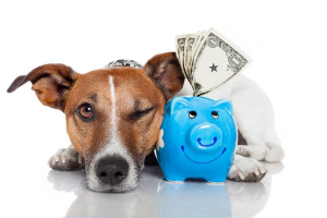 Entretien de chien: comment économiser de l'argent?