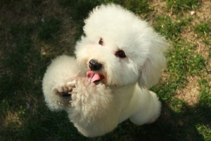 Caniche (Poodle)