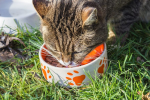 Comment choisir la meilleure nourriture pour chat: conseils vétérinaires