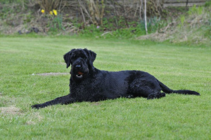 Schnauzer géant