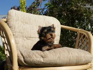 Photo №4. Je vais vendre yorkshire terrier en ville de Stupino. annonce privée, de la fourrière, éleveur - prix - 215€