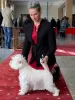 Photos supplémentaires: Un élevage propose des chiots West Highland White Terrier