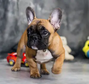 Photo №2 de l'annonce № 3882 de la vente bouledogue - acheter à Ukraine de la fourrière