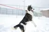 Photos supplémentaires: Merveilleux chien Hanik cherche une maison!