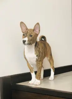 Photo №1. basenji - à vendre en ville de Moscou | Négocié | Annonce №1444