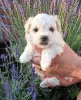 Photo №1. bichon bolonais - à vendre en ville de Bogumin | négocié | Annonce №20358