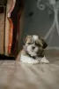 Photos supplémentaires: Achetez un chiot shih tzu à Kiev.