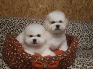 Photos supplémentaires: Bichon Frise Chiots