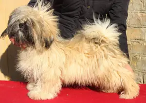 Photo №1. lhassa apso - à vendre en ville de Киев | 600€ | Annonce №4666