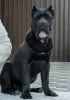 Photos supplémentaires: Cane Corso