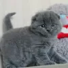 Photo №1. scottish fold - à vendre en ville de Эспоо | 200€ | Annonce № 122842