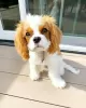 Photo №1. cavalier king charles spaniel - à vendre en ville de Flagstaff | 379€ | Annonce №127295