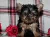 Photo №1. yorkshire terrier - à vendre en ville de State Line | Gratuit | Annonce №110093