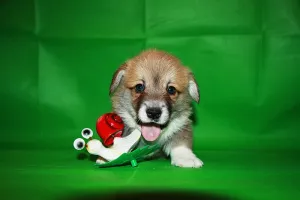 Photo №4. Je vais vendre welsh corgi en ville de Oukhta. de la fourrière - prix - 558€