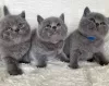 Photo №1. british shorthair - à vendre en ville de Paris | Gratuit | Annonce № 109316