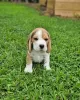 Photo №4. Je vais vendre beagle en ville de Leipzig. annonce privée - prix - 423€