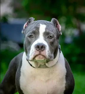 Photo №4. Je vais vendre american bully en ville de Saint-Pétersbourg. de la fourrière, éleveur - prix - Négocié