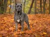 Photos supplémentaires: Chiots Cane Corso