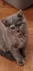 Photo №1. british shorthair - à vendre en ville de New york | 1099€ | Annonce № 18255