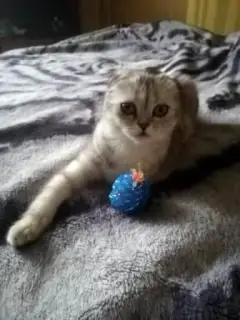 Photo №2 de l'annonce № 1295 de la vente scottish fold - acheter à Fédération de Russie annonce privée