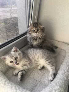 Photo №1. scottish fold - à vendre en ville de Krasnodar | Négocié | Annonce № 5531