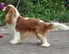 Photo №4. Je vais vendre cavalier king charles spaniel en ville de Łochowo. annonce privée - prix - 1800€