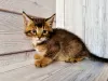 Photo №1. chausie - à vendre en ville de Москва | 916€ | Annonce № 9494