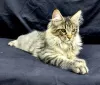 Photo №2 de l'annonce № 127682 de la vente maine coon - acheter à Belgique annonce privée, éleveur