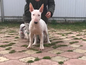 Photos supplémentaires: Chiots de bull terrier standard de chenil monobre 