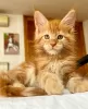 Photo №1. maine coon - à vendre en ville de Berlin | 300€ | Annonce № 103712