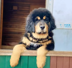 Photo №3. Chiots de dogue tibétain. Fédération de Russie