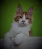 Photo №1. maine coon - à vendre en ville de Sébastopol | 273€ | Annonce № 7818