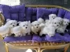 Photo №1. bichon maltais - à vendre en ville de Johnstown | 425€ | Annonce №129545