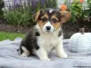 Photo №4. Je vais vendre welsh corgi en ville de Ioannina.  - prix - 400€