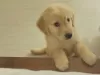 Photo №1. golden retriever - à vendre en ville de Задар | négocié | Annonce №96356