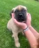 Photo №1. bullmastiff - à vendre en ville de Berlin | négocié | Annonce №119978