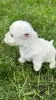 Photos supplémentaires: Chiots West Highland White Terrier