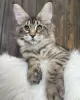 Photo №1. maine coon - à vendre en ville de Sydney | Gratuit | Annonce № 89767