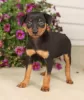 Photo №1. pinscher nain - à vendre en ville de Prague | négocié | Annonce №96378