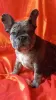 Photo №1. bouledogue - à vendre en ville de Bobruisk | 464€ | Annonce №41428