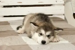 Photos supplémentaires: J'offre à la vente des chiots d'élite de l'Alaska Malamut avec du