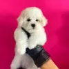 Photo №1. bichon à poil frisé - à vendre en ville de Tel Aviv | 2959€ | Annonce №17976